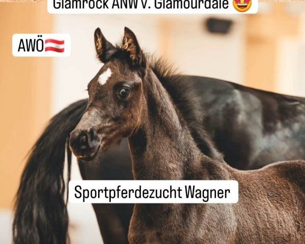 foal by Glamrock ANW (Austrian Warmblood, 2024, from Glamourdale)
