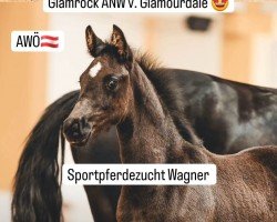 Fohlen von Glamrock ANW (Österreichisches Warmblut, 2024, von Glamourdale)