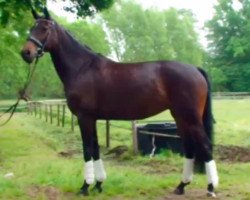 broodmare Rose Love 2 (Oldenburg, 2011, from Rosengold)