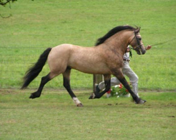 stallion Epona Pimur (Welsh-Cob (Sek. D), 1997, from Llanarth Pip)