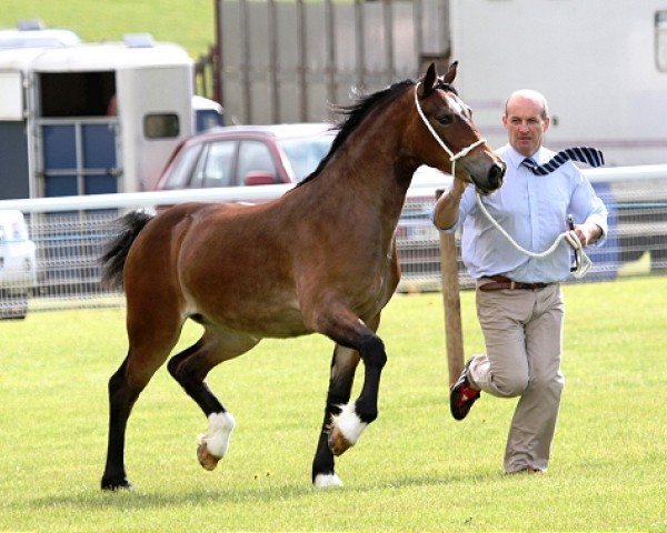 broodmare Cruglwyd Esyllt (Welsh-Cob (Sek. D),  , from Tymor the Tramp)