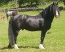 stallion Minyffordd Democrat (Welsh-Cob (Sek. D), 1992, from Cwmbanw Principal Boy)