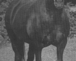 broodmare Tardebigge Elsie (Welsh-Cob (Sek. D), 1984, from Nebo More Magic)