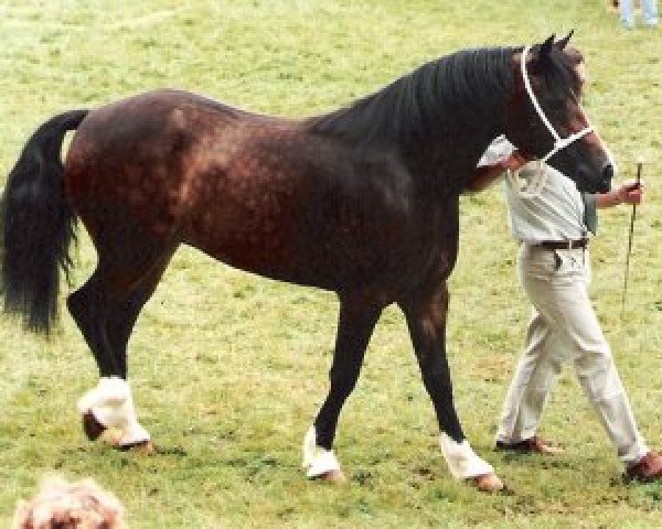 broodmare Tardebigge Ella (Welsh-Cob (Sek. D), 1991, from Llanarth Solo)