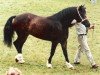 Zuchtstute Tardebigge Ella (Welsh-Cob (Sek. D), 1991, von Llanarth Solo)