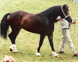 broodmare Tardebigge Ella (Welsh-Cob (Sek. D), 1991, from Llanarth Solo)