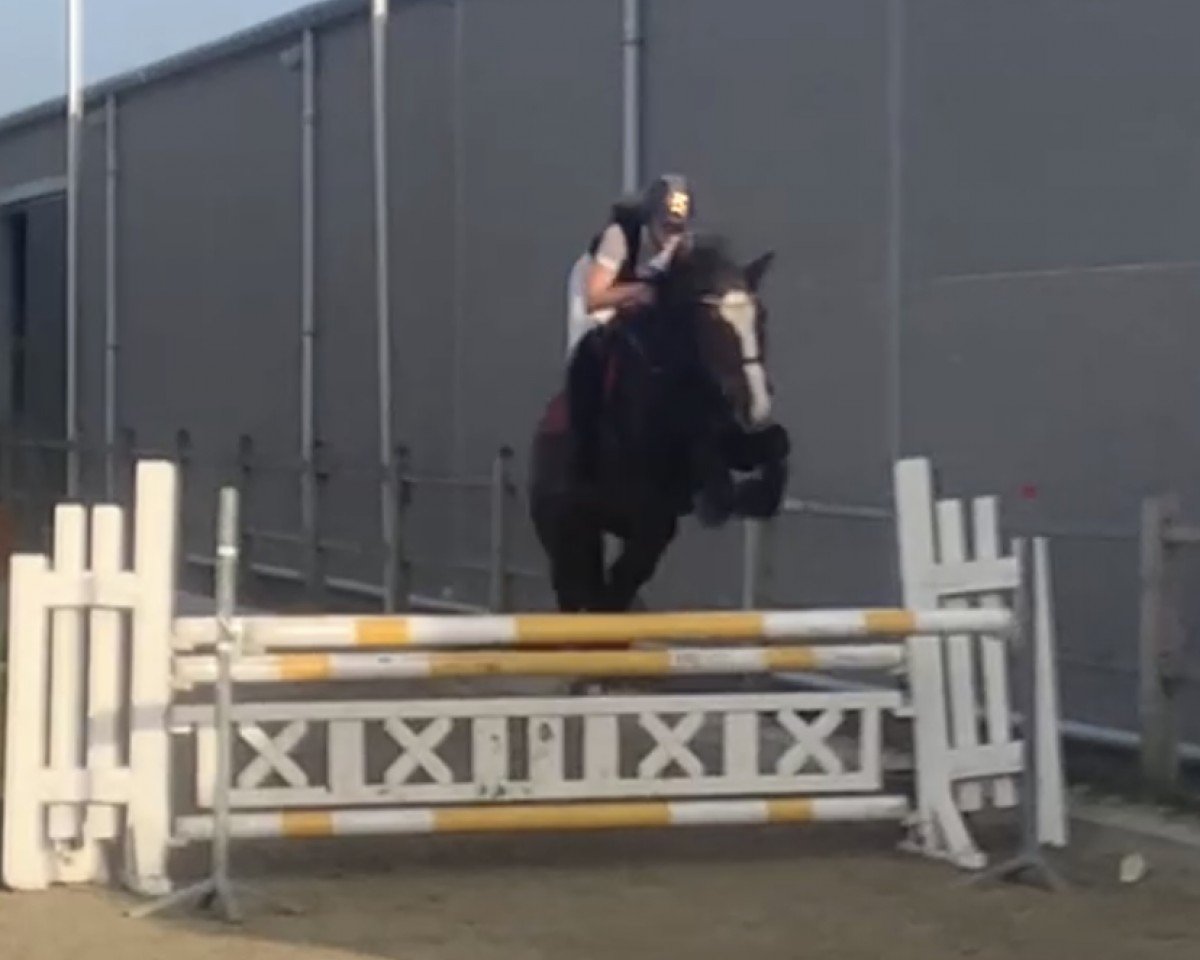 Pferd Carprila van het Kisserhof Z (Zangersheide Reitpferd, 2015, von Canterbury)