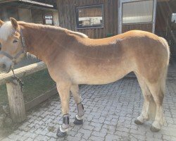 Pferd Beauty (Haflinger, 2019, von Aragon)