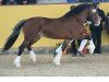 Deckhengst Gwilymparc The Gigalo (Welsh-Cob (Sek. D), 2013, von Danaway Tango)