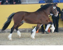 Deckhengst Gwilymparc The Gigalo (Welsh-Cob (Sek. D), 2013, von Danaway Tango)