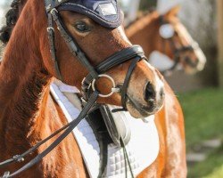 Dressurpferd Nakisha (Pony ohne Rassebezeichnung, 2019)