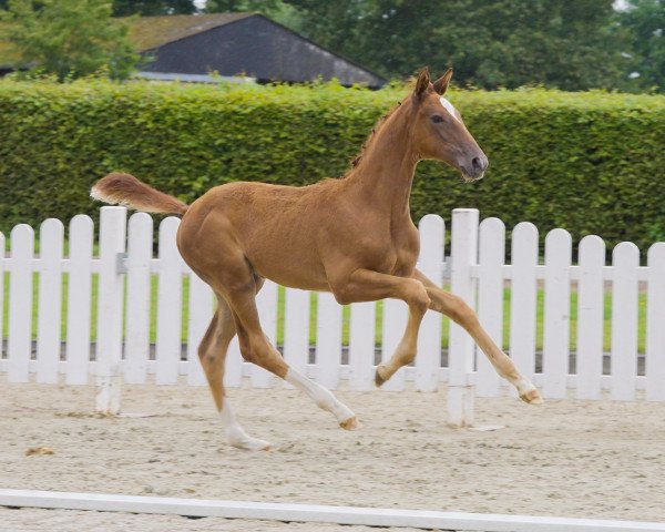 dressage horse Vincent (Westphalian, 2021, from Valdiviani)