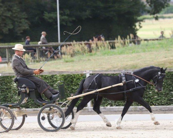 stallion Henri (Welsh-Cob (Sek. C), 2018, from Starlans Hocus Pocus)