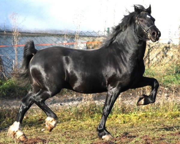 stallion Starlans Hocus Pocus (Welsh-Cob (Sek. C), 2014, from Danway Magic)