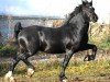 Deckhengst Starlans Hocus Pocus (Welsh-Cob (Sek. C), 2014, von Danway Magic)