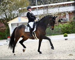 dressage horse Danubio OLD (Oldenburg, 2013, from Dante Weltino Old)