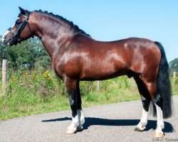 stallion Herbstgold Mogli (Welsh mountain pony (SEK.A), 2015, from Flower Midnight)