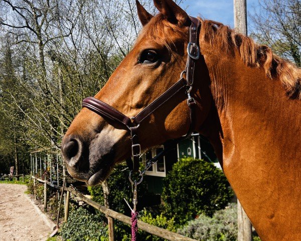 dressage horse Myamo (Oldenburg, 2016, from Morricone)