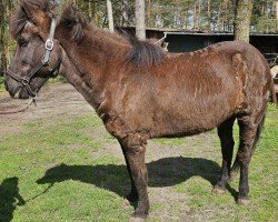 horse Kolfinna vom Rittershof (Islandpferd, 2000, from Sleipnir vom Rittershof)