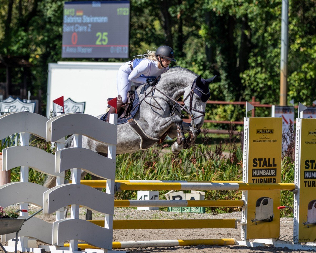 Springpferd Saint Claire Z (Zangersheide Reitpferd, 2017, von Sir Obolensky Z)