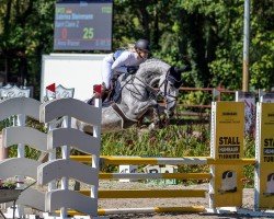 jumper Saint Claire Z (Zangersheide riding horse, 2017, from Sir Obolensky Z)