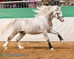 Deckhengst Hoekhorst Cotton Wood (Welsh Pony (Sek.B), 2011, von Paddock Marquis)