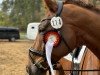 dressage horse Qulouisdor (German Sport Horse, 2014, from Quaterback)