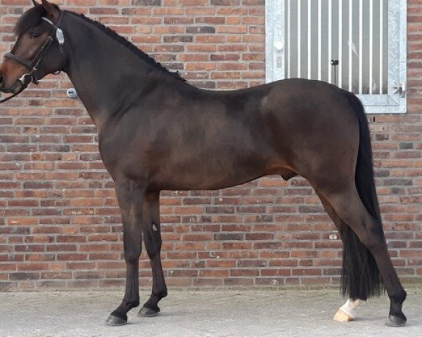 stallion Brummerhoeve's Q.H. (New Forest Pony, 2018, from Sulaatik's Vingino)