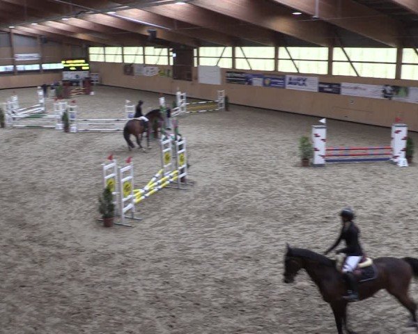 Reitturnier Fehraltorf 2024