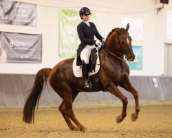 dressage horse Sir Q (Westphalian, 2015, from Scuderia)