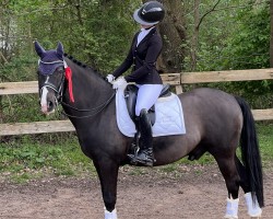 dressage horse Proud Douglas (German Riding Pony, 2009, from Proud Doug)