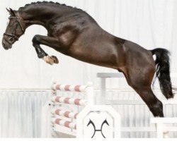 stallion Perfect One (Hanoverian, 2016, from Perpignon)