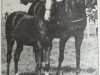 Zuchtstute Ashlands Chiquita (British Riding Pony, 1978, von Nutcombe Ashley of Oakley)