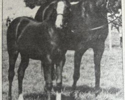 Zuchtstute Ashlands Chiquita (British Riding Pony, 1978, von Nutcombe Ashley of Oakley)