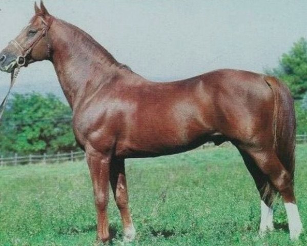 dressage horse Silvano (Royal Warmblood Studbook of the Netherlands (KWPN), 1976, from Le Mexico)