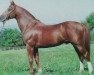 stallion Silvano (Dutch Warmblood, 1976, from Le Mexico)