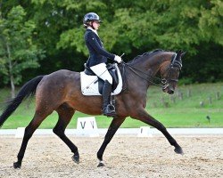 dressage horse Mr. Ed 60 (KWPN (Royal Dutch Sporthorse), 2011, from Carlton Hill VDL 1248)