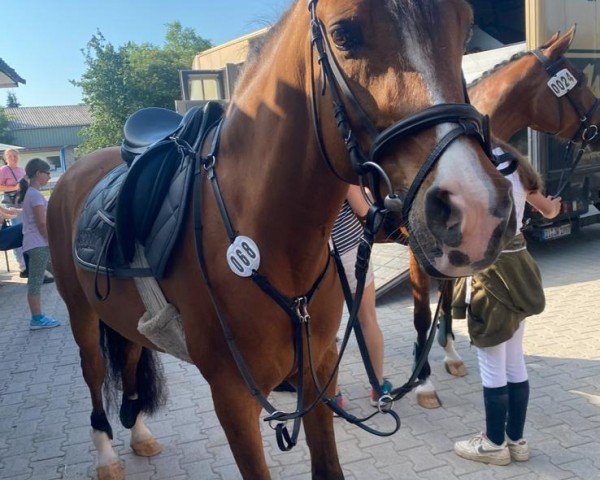 dressage horse Amigo (Arab half breed / Partbred, 2019)