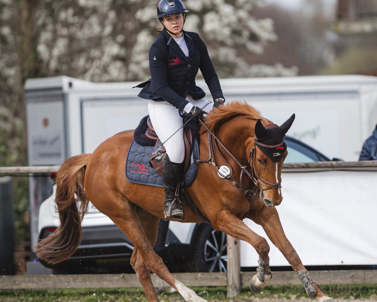 Springpferd Camilla Rouge (Hannoveraner, 2019, von Colman)
