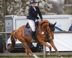 jumper Camilla Rouge (Hanoverian, 2019, from Colman)