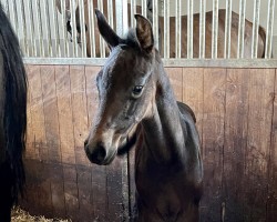 Springpferd Stute von Crack (Deutsches Reitpferd, 2024, von Crack)