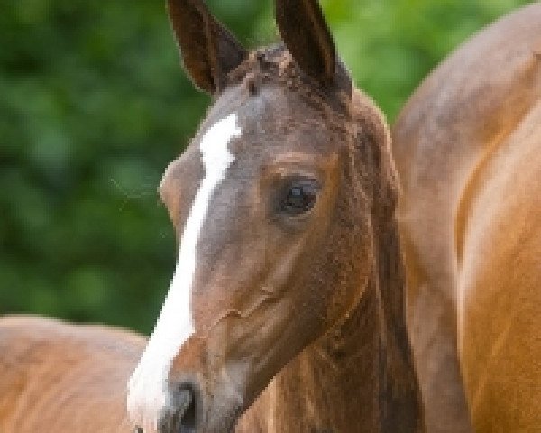 broodmare Dorette Vhr Z (Zangersheide riding horse, 2015, from Douglas)