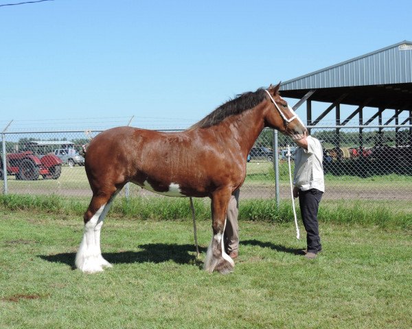 Zuchtstute Banga's Saphira (Clydesdale, 2009, von Willow Way Mr. Magnificent)