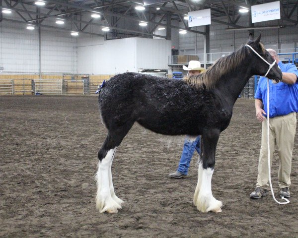 Pferd River Run Nancy (Clydesdale, 2020, von Boulder Bluff PH Ben)