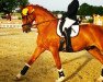 Dressurpferd Self-Made (Schweizer Warmblut, 2008, von Sancisco)