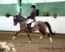 dressage horse Monty Havanero (German Riding Pony, 2009, from Hot Chocolate)