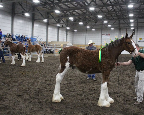 Pferd Riverside Samuel (Clydesdale, 2020, von Boulder Bluff Callinall Ladies)