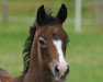 dressage horse Viva Valerius (German Riding Pony, 2016, from Valerius)