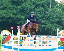 jumper Darcia (anglo european sporthorse, 2011, from Warrior)