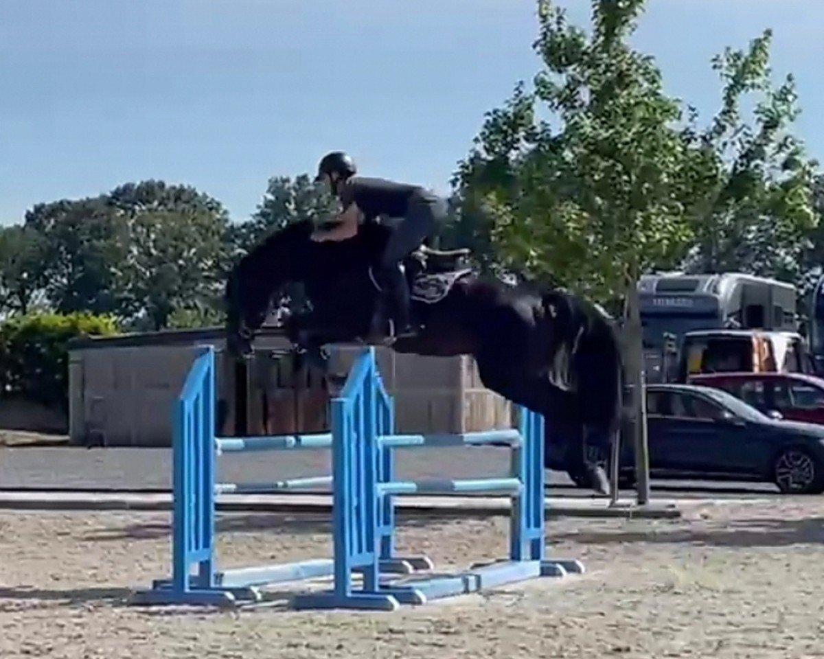 jumper Comment van het Exelhof Z (Zangersheide riding horse, 2017, from Comme il Faut)